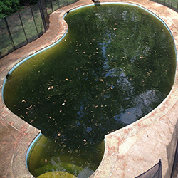 Brown Pool Water From Organics and Metals