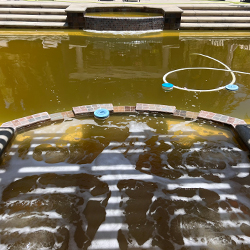 Example Of Brown Pool Water In Hot Tub